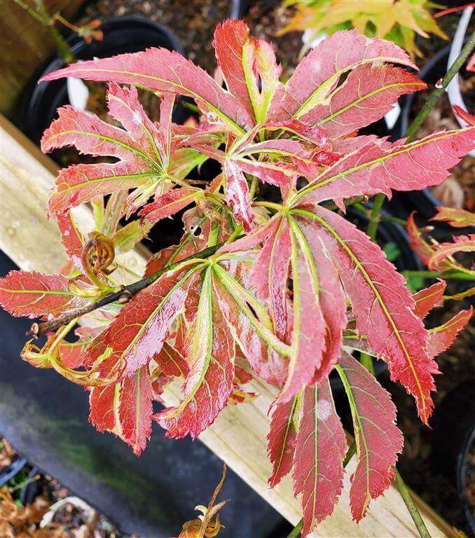 Japanese Maple - Beni Shi En