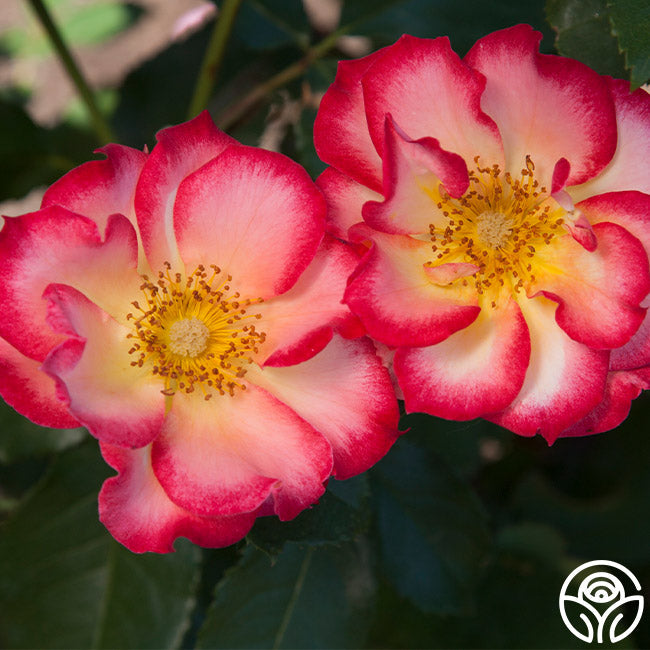 Rose - Betty Boop