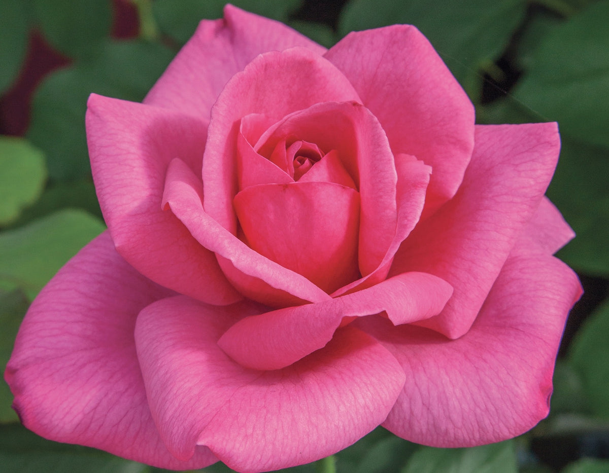 Rose - Big Momma