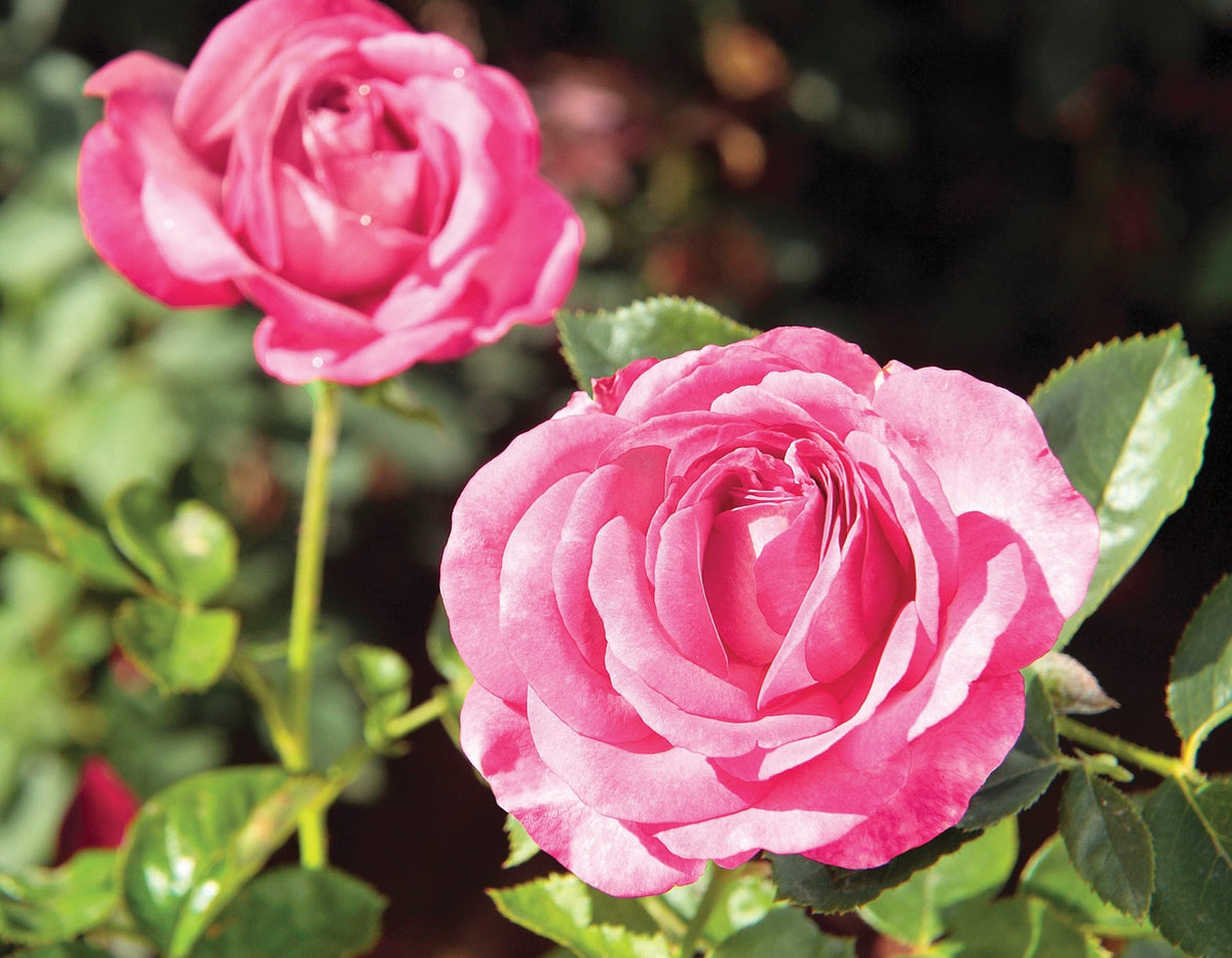 Rose - Big Momma
