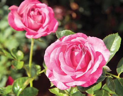Rose - Big Momma