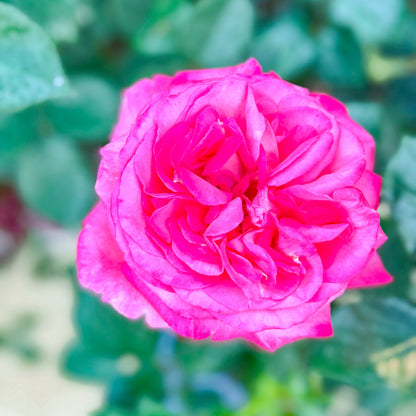 Rose - Big Momma