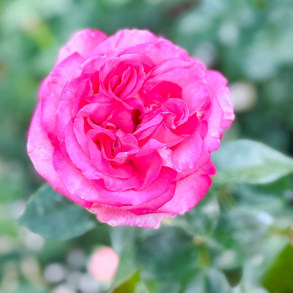 Rose - Big Momma