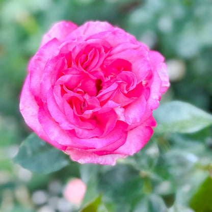 Rose - Big Momma