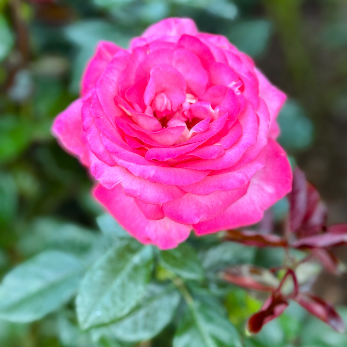 Rose - Big Momma