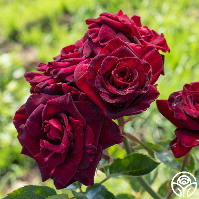 Rose - Black Baccara