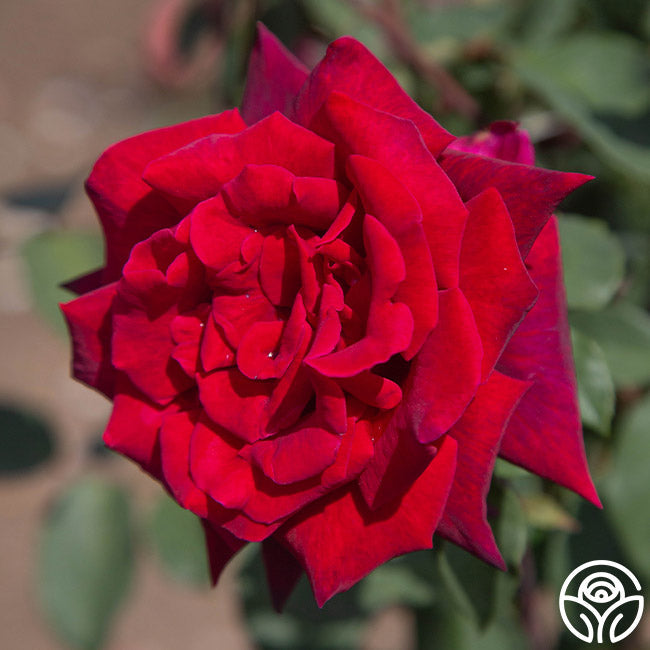 Rose - Black Baccara