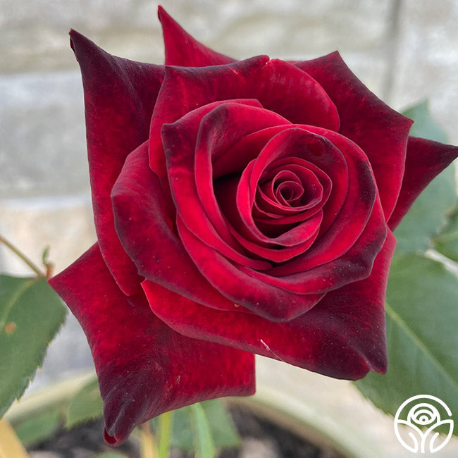 Rose - Black Baccara