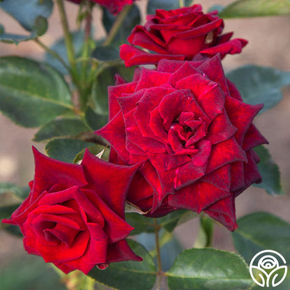 Rose - Black Baccara