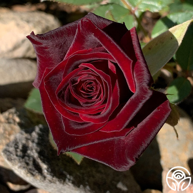 Rose - Black Baccara