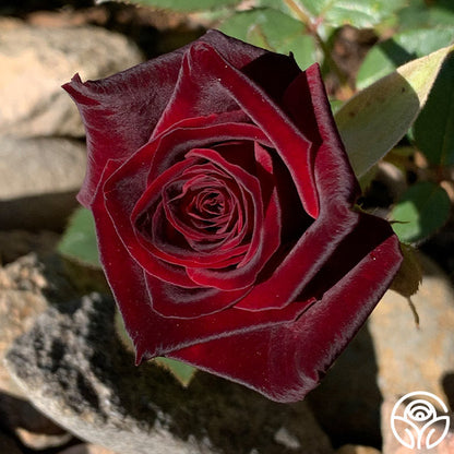 Rose - Black Baccara