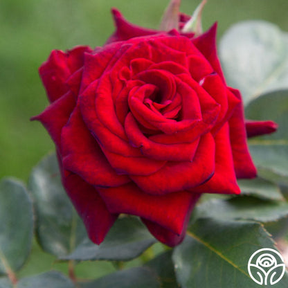 Rose - Black Baccara