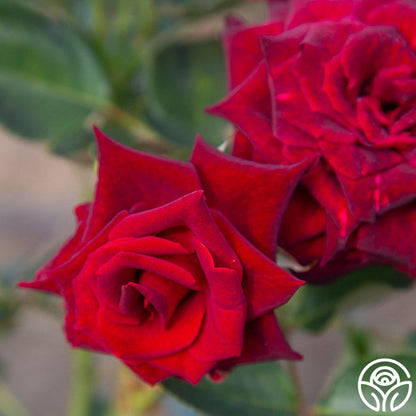 Rose - Black Baccara