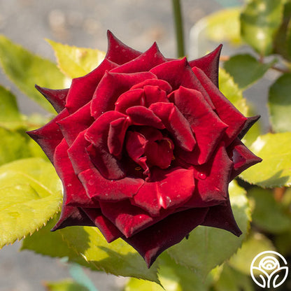 Rose - Black Baccara