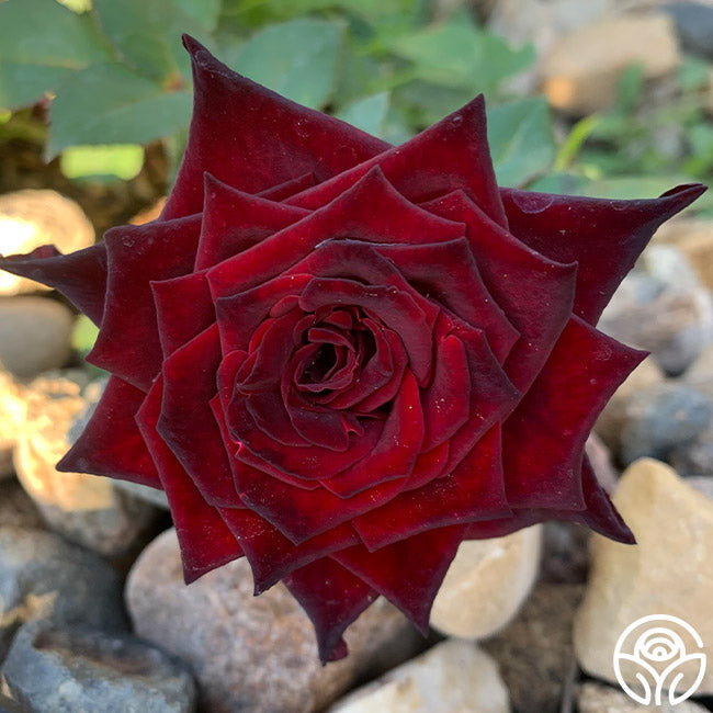 Rose - Black Baccara