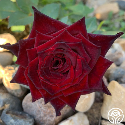 Rose - Black Baccara