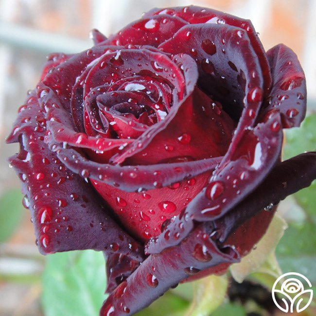 Rose - Black Baccara