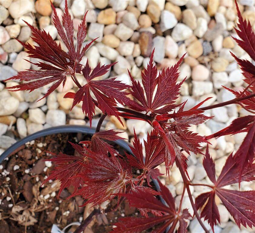 Japanese Maple - Black Lace