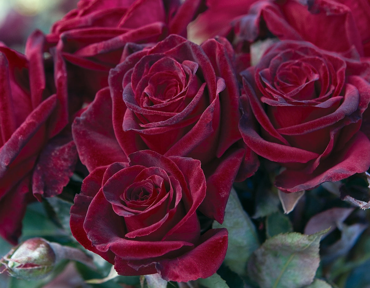 Rose - Black Baccara