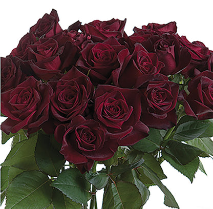 Rose - Black Baccara