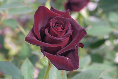 Rose - Black Baccara