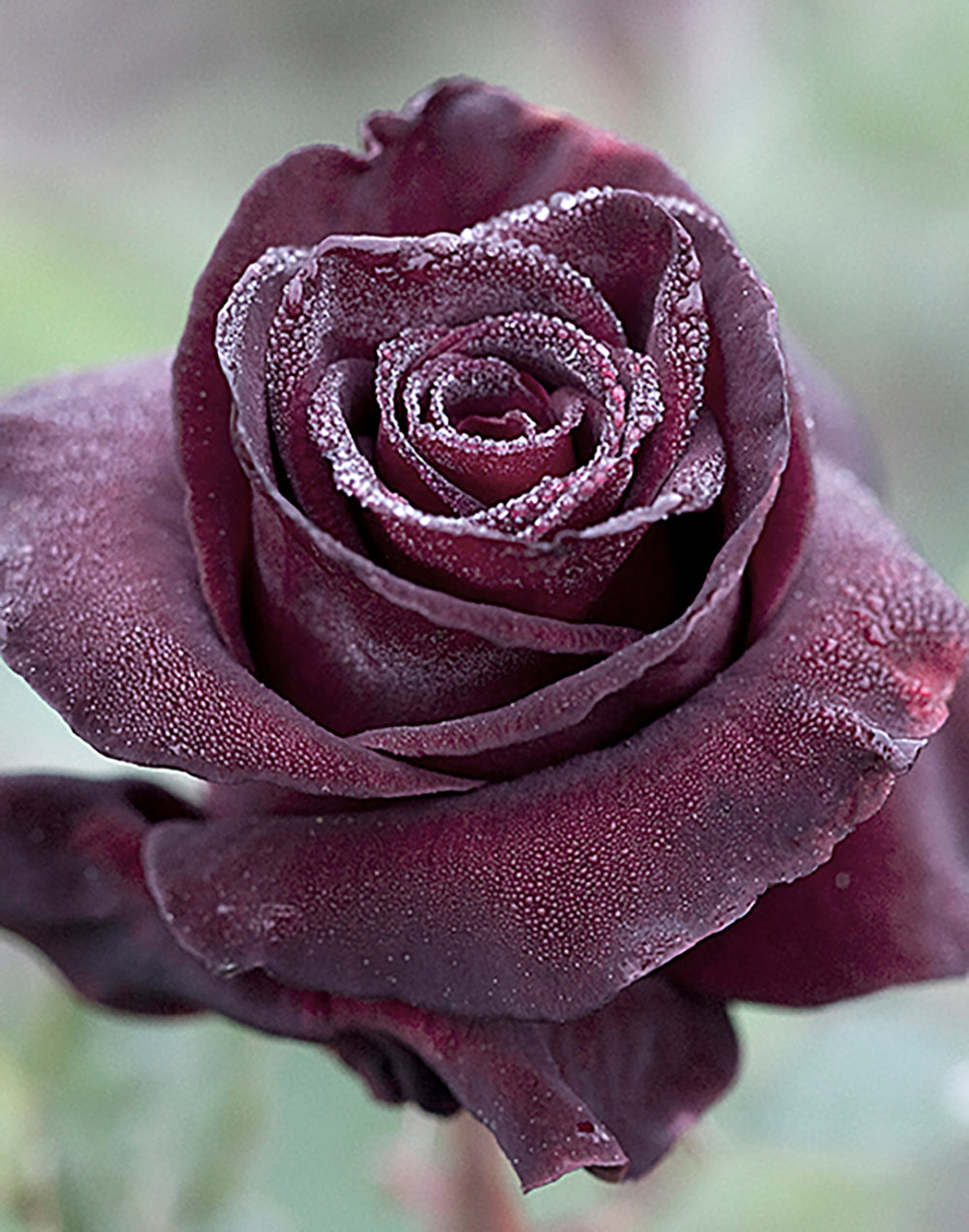 Rose - Black Baccara