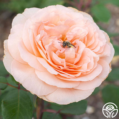 Rose - Parfuma Bliss