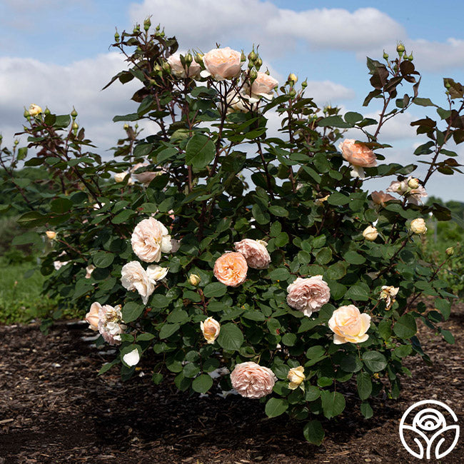 Rose - Parfuma Bliss