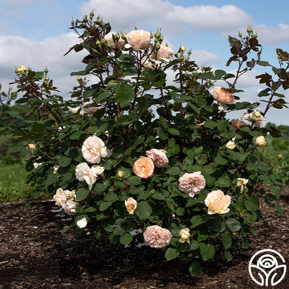 Rose - Parfuma Bliss