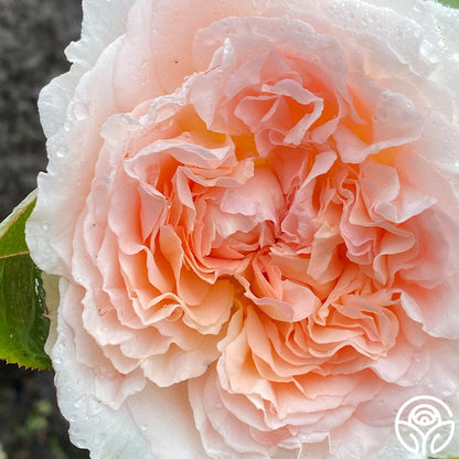 Rose - Parfuma Bliss