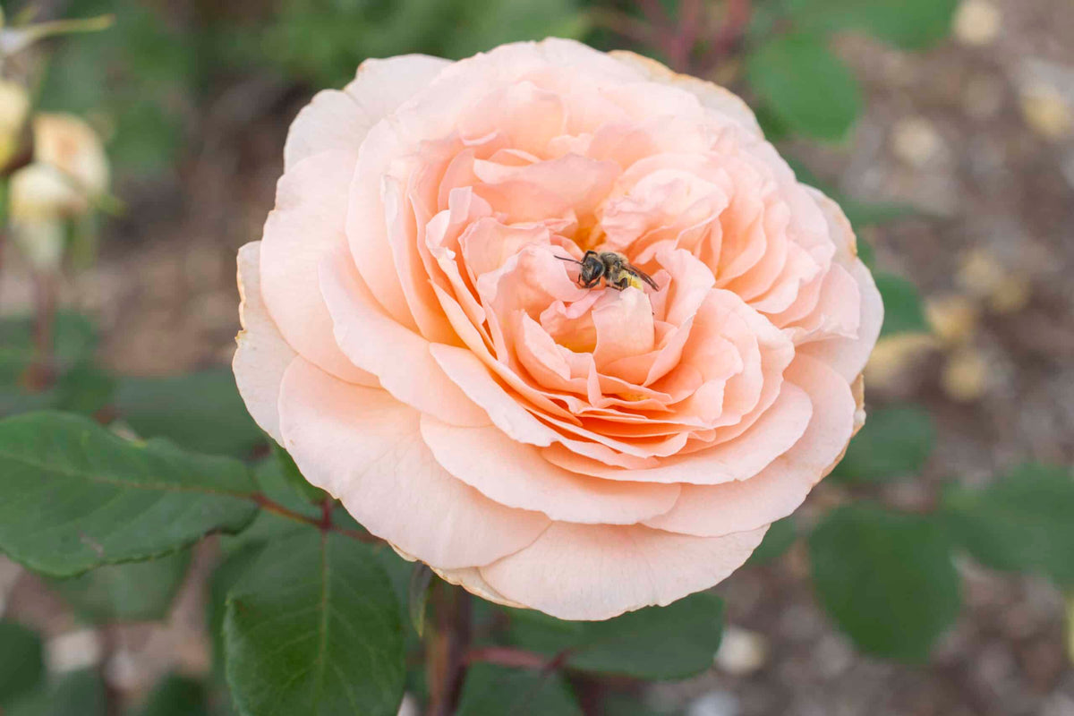 Rose - Parfuma Bliss