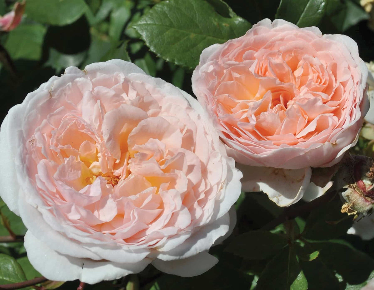 Rose - Parfuma Bliss