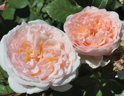 Rose - Parfuma Bliss