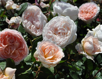 Rose - Parfuma Bliss