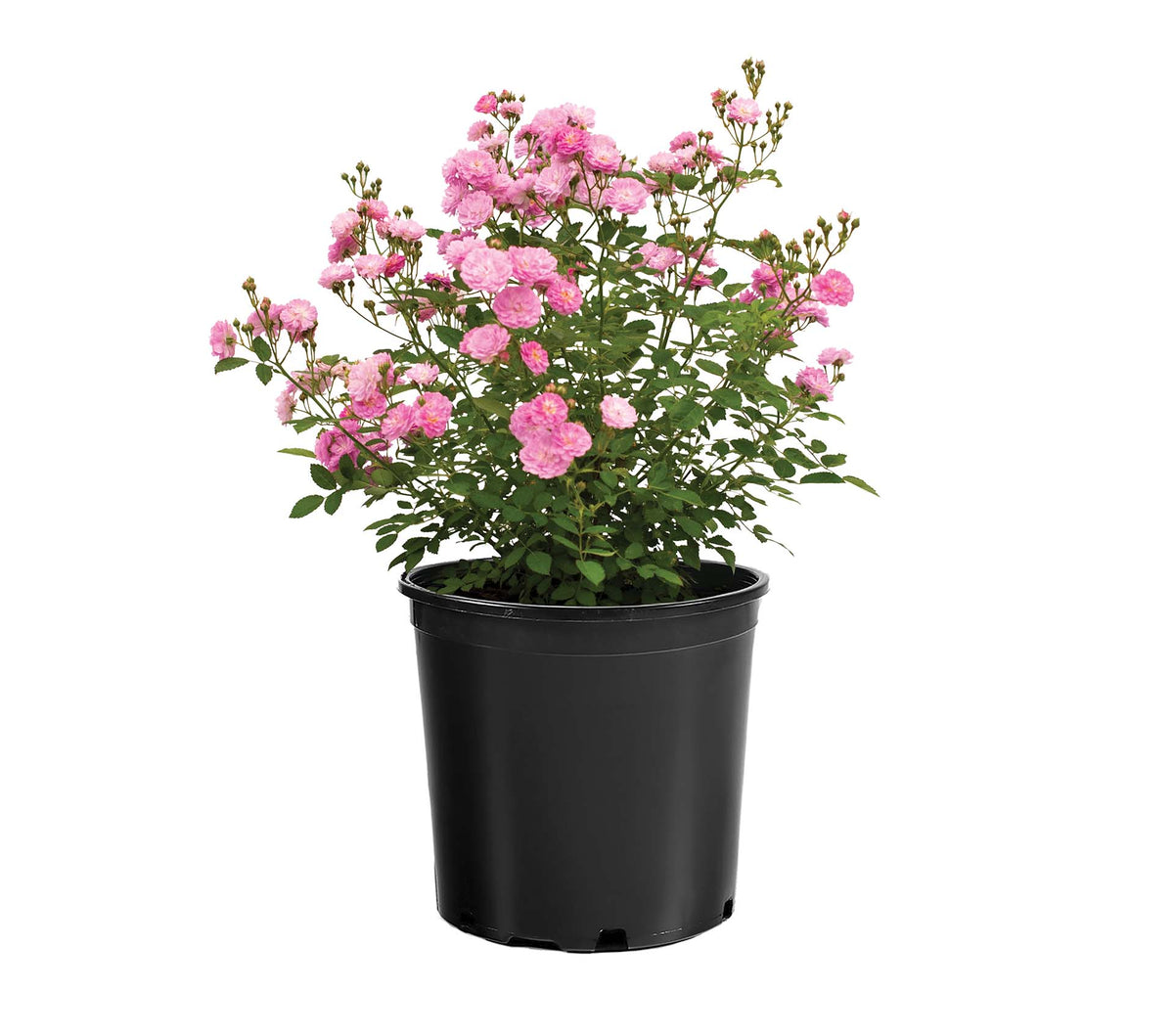 Rose - Pretty Polly Lavender
