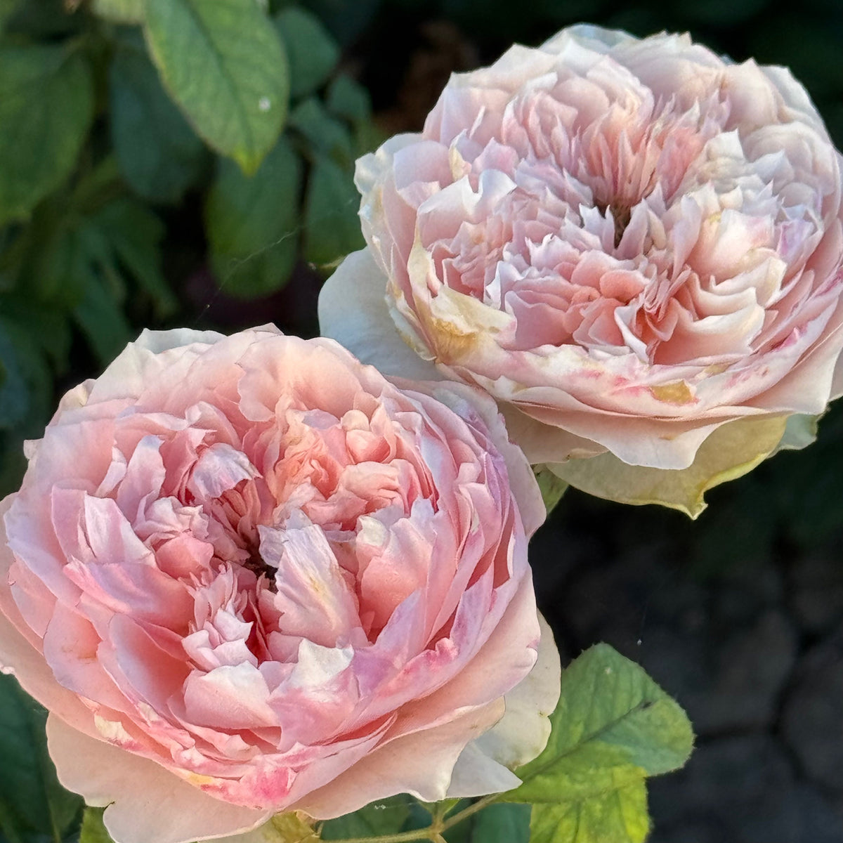 Rose - Bloomsbury