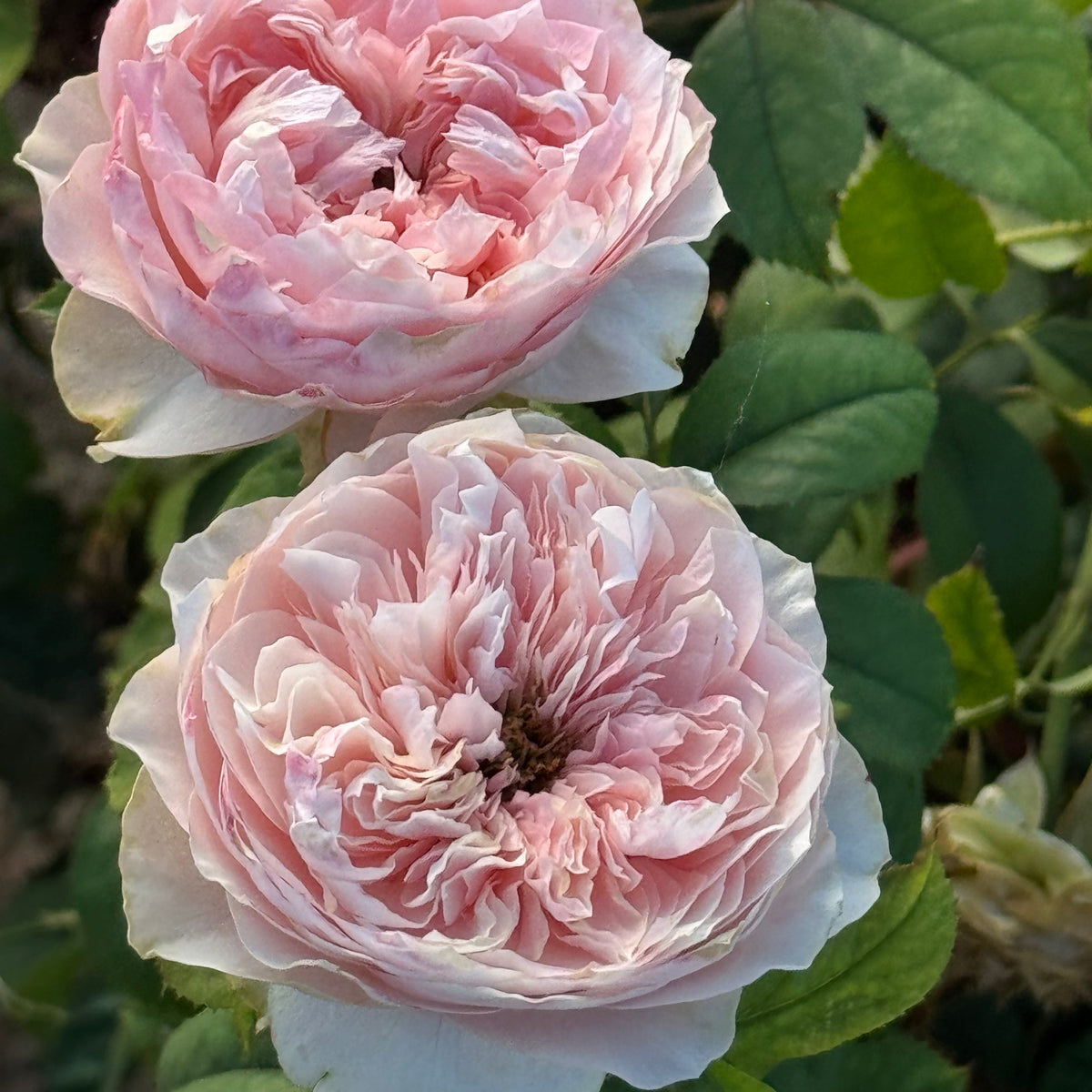 Rose - Bloomsbury