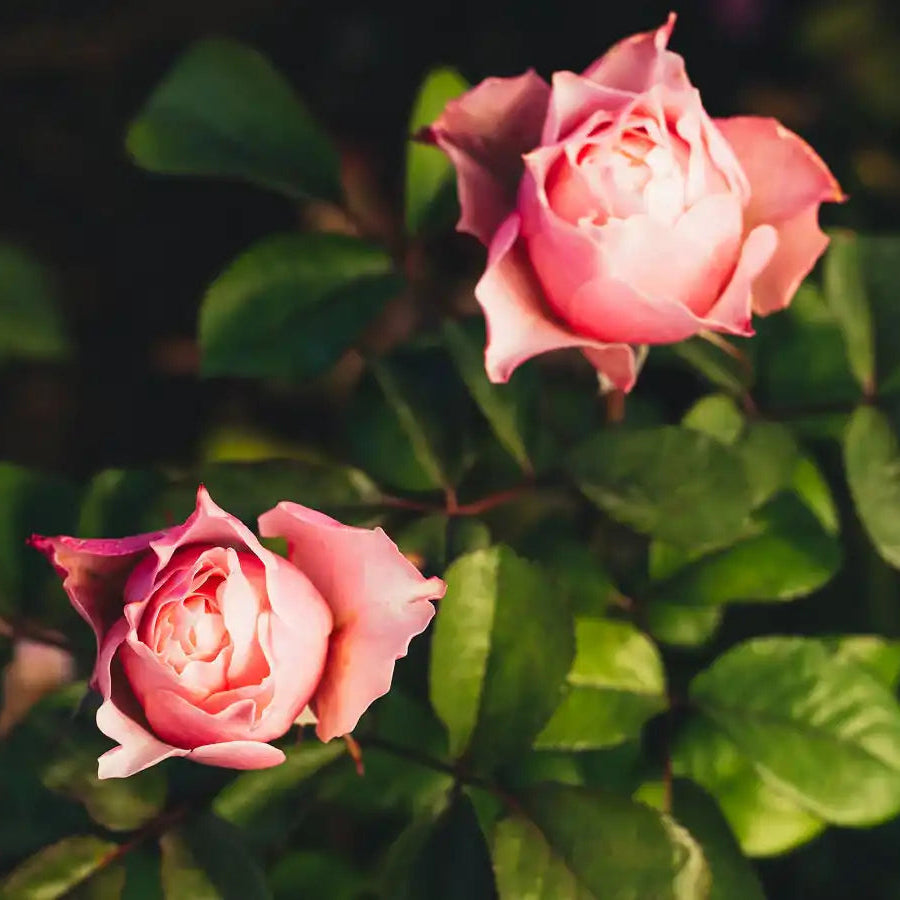 Rose - Bloomsbury