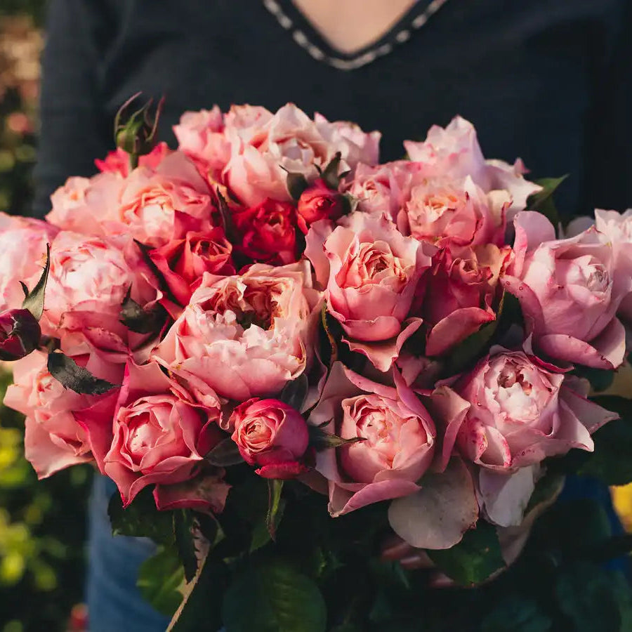 Rose - Bloomsbury