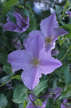 Load image into Gallery viewer, Clematis &#39;Blue Angel&#39; - Great as Cut Flower
