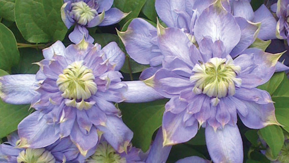 Clematis 'Blue Light' - Soft Lavender Double Bloom