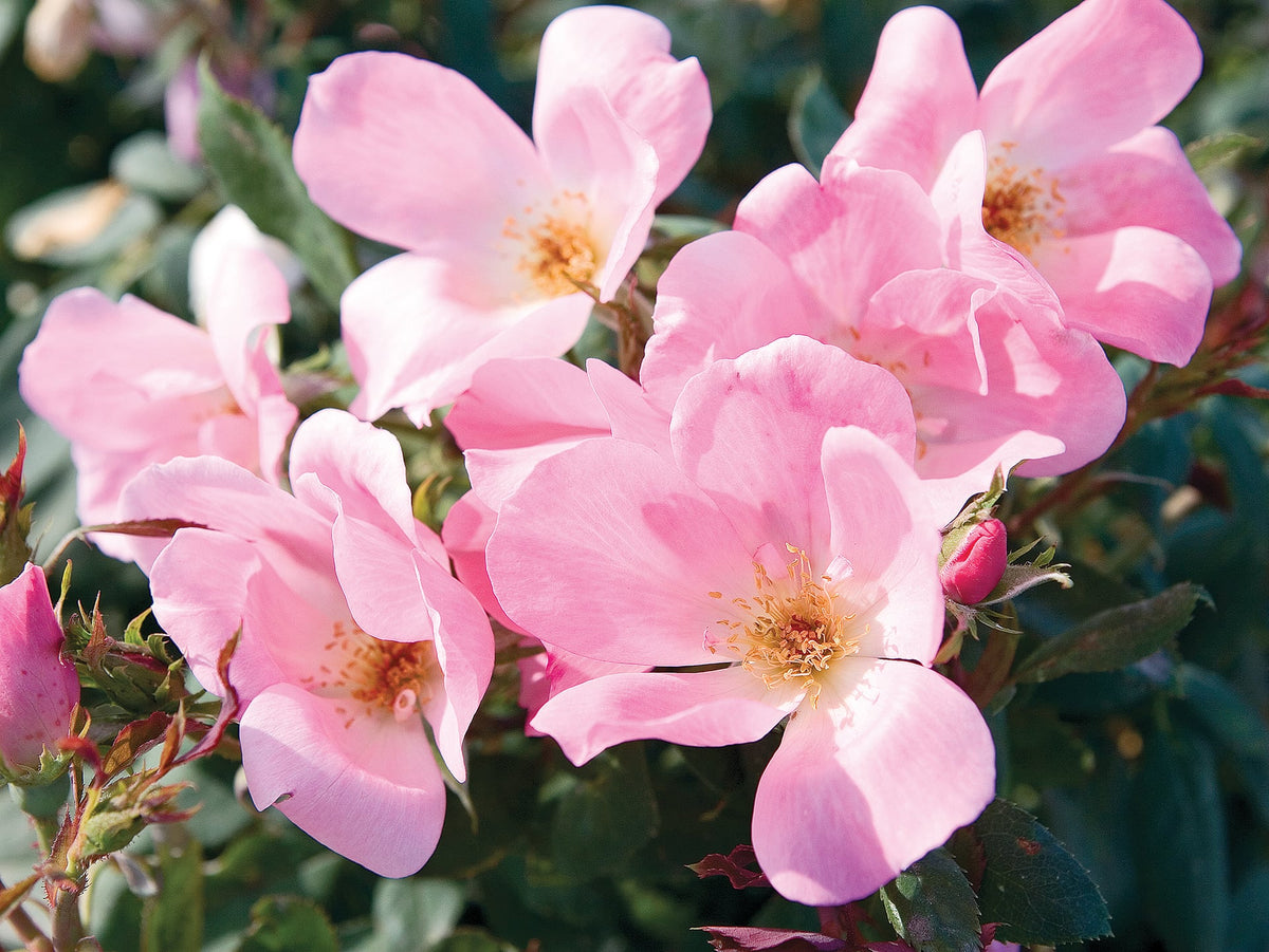 Rose - Blushing Knock Out