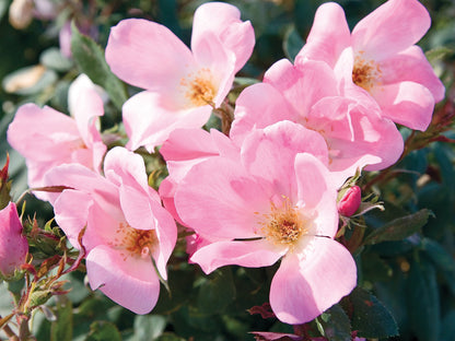 Rose - Blushing Knock Out