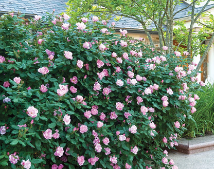 Rose - Blushing Knock Out