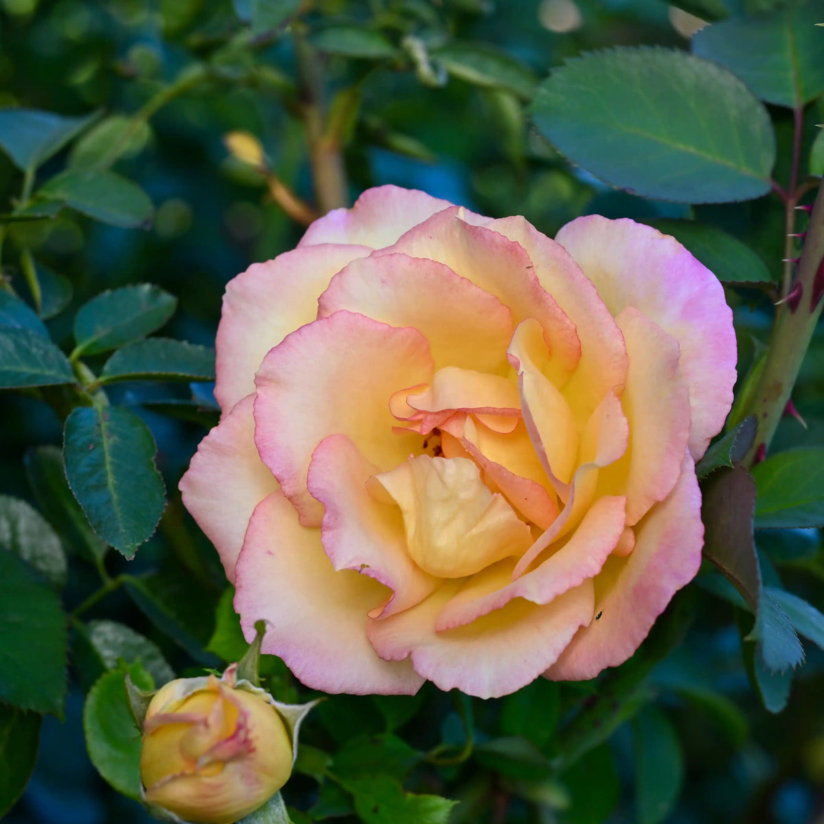 Rose - Boheme