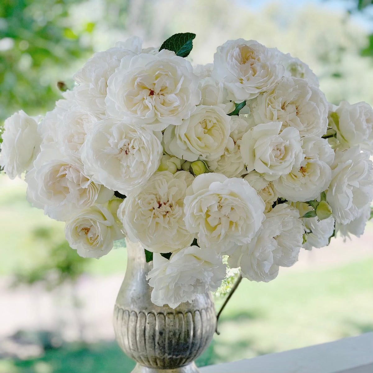 Rose - Bolero