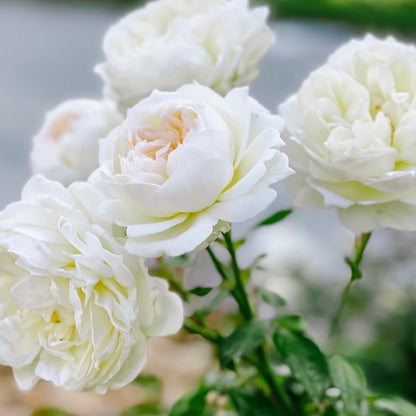 Rose - Bolero