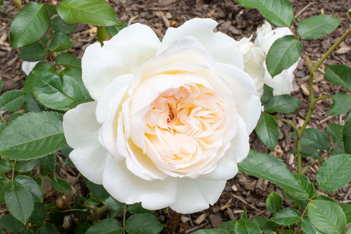 Rose - Bolero