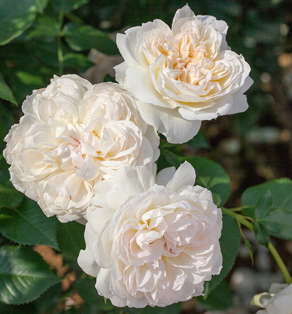 Rose - Bolero