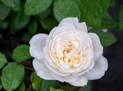 Rose - Bolero